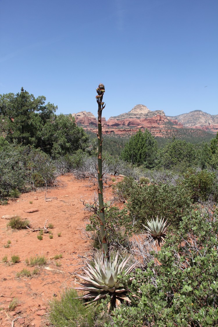 Parry's Agave in Early Stage of Bloom